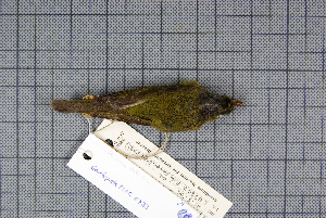  ( - MAR5733)  @12 [ ] Copyright (2013) Patrick Strutzenberger Senckenberg Natural History Collections Dresden
