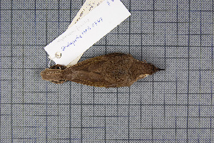  ( - MAR5747)  @13 [ ] Copyright (2013) Patrick Strutzenberger Senckenberg Natural History Collections Dresden