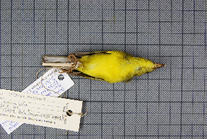  ( - MAR6990)  @11 [ ] Copyright (2013) Patrick Strutzenberger Senckenberg Natural History Collections Dresden