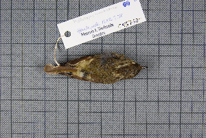  ( - MAR738)  @11 [ ] Copyright (2013) Patrick Strutzenberger Senckenberg Natural History Collections Dresden