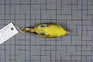  (Phylloscopus ricketti - MAR903)  @13 [ ] Copyright (2013) Patrick Strutzenberger Senckenberg Natural History Collections Dresden