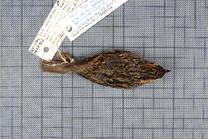  (Prunella strophiata - MAR962)  @13 [ ] Copyright (2013) Patrick Strutzenberger Senckenberg Natural History Collections Dresden