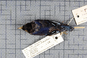  ( - MTD C 44866)  @11 [ ] Copyright (2014) Senckenberg Natural History Collections Dresden Senckenberg Natural History Collections Dresden