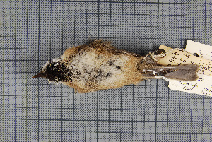  (Poecile montanus songarus - MTD C 48361)  @11 [ ] Copyright (2014) Senckenberg Natural History Collections Dresden Senckenberg Natural History Collections Dresden