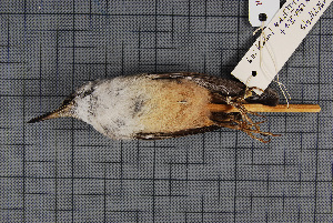  ( - MTD C 56861)  @12 [ ] Copyright (2014) Senckenberg Natural History Collections Dresden Senckenberg Natural History Collections Dresden