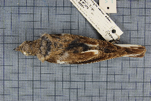  (Montifringilla adamsi - MTD C 58559)  @13 [ ] Copyright (2014) Senckenberg Natural History Collections Dresden Senckenberg Natural History Collections Dresden