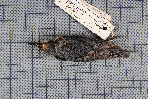  ( - MTD C 58581)  @11 [ ] Copyright (2014) Senckenberg Natural History Collections Dresden Senckenberg Natural History Collections Dresden