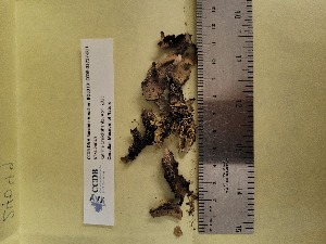  (Peltigera cf. apthosa - CCDB-25717-B11)  @11 [ ] CreativeCommons - Attribution Non-Commercial Share-Alike (2045) Canadian Museum of Nature Canadian Museum of Nature