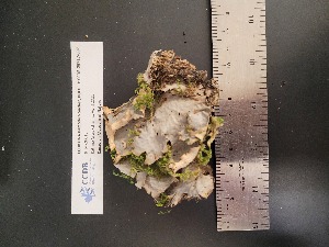  (Peltigera neopolydactyla s. lat - CCDB-25717-C07)  @11 [ ] CreativeCommons - Attribution Non-Commercial Share-Alike (2053) Canadian Museum of Nature Canadian Museum of Nature
