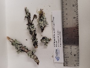  ( - CCDB-25717-F10)  @11 [ ] CreativeCommons - Attribution Non-Commercial Share-Alike (2092) Canadian Museum of Nature Canadian Museum of Nature