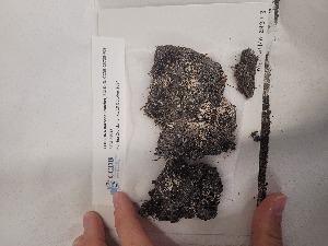  ( - CCDB-25723-F09)  @11 [ ] CreativeCommons - Attribution Non-Commercial Share-Alike (2024) Canadian Museum of Nature Canadian Museum of Nature