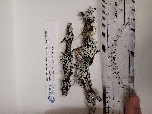  ( - CCDB-25723-G03)  @11 [ ] CreativeCommons - Attribution Non-Commercial Share-Alike (2024) Canadian Museum of Nature Canadian Museum of Nature