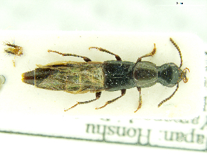  (Quedionuchus samuraicus - CNCAJB18-01)  @11 [ ] CreativeCommons  Attribution Non-Commercial ShareAlike (2018) Unspecified Canadian National Collection of Insects