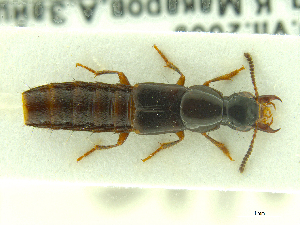  (Quedionuchus deceptor - CNCAJB18-04)  @11 [ ] CreativeCommons  Attribution Non-Commercial ShareAlike (2018) Unspecified Canadian National Collection of Insects