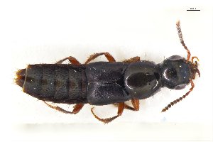  ( - CNCAJB18-09)  @11 [ ] CreativeCommons  Attribution Non-Commercial ShareAlike (2018) Unspecified Canadian National Collection of Insects