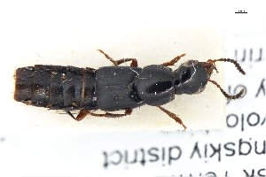  ( - CNCAJB18-11)  @11 [ ] CreativeCommons  Attribution Non-Commercial ShareAlike (2018) Unspecified Canadian National Collection of Insects