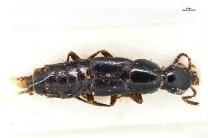  ( - CNCAJB18-12)  @11 [ ] CreativeCommons  Attribution Non-Commercial ShareAlike (2018) Unspecified Canadian National Collection of Insects