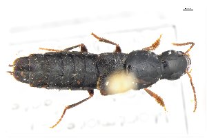  ( - CNCAJB18-132)  @11 [ ] CreativeCommons  Attribution Non-Commercial ShareAlike (2031) Unspecified Canadian National Collection of Insects