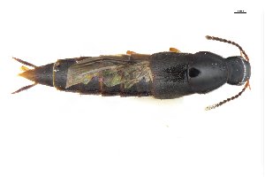  ( - CNCAJB18-179)  @11 [ ] CreativeCommons  Attribution Non-Commercial ShareAlike (2078) Unspecified Canadian National Collection of Insects