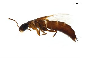  ( - CNCAJB18-47)  @11 [ ] CreativeCommons  Attribution Non-Commercial ShareAlike (2018) Unspecified Canadian National Collection of Insects