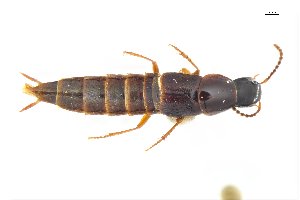  ( - CNCAJB18-84)  @11 [ ] CreativeCommons  Attribution Non-Commercial ShareAlike (2018) Unspecified Canadian National Collection of Insects