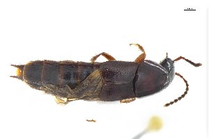  ( - CNCAJB18-85)  @11 [ ] CreativeCommons  Attribution Non-Commercial ShareAlike (2018) Unspecified Canadian National Collection of Insects