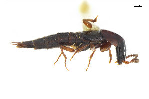  ( - CNCAJB18-86)  @11 [ ] CreativeCommons  Attribution Non-Commercial ShareAlike (2018) Unspecified Canadian National Collection of Insects
