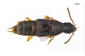  ( - CNCAJB18-87)  @11 [ ] CreativeCommons  Attribution Non-Commercial ShareAlike (2018) Unspecified Canadian National Collection of Insects