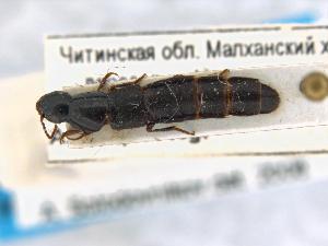  ( - CNCAJB19-113)  @11 [ ] CreativeCommons  Attribution Non-Commercial ShareAlike (2019) Unspecified Canadian National Collection of Insects