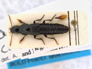  ( - CNCAJB19-133)  @11 [ ] CreativeCommons  Attribution Non-Commercial ShareAlike (2019) Unspecified Canadian National Collection of Insects