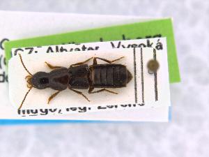  ( - CNCAJB19-137)  @11 [ ] CreativeCommons  Attribution Non-Commercial ShareAlike (2019) Unspecified Canadian National Collection of Insects