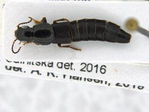  ( - CNCAJB19-160)  @11 [ ] CreativeCommons  Attribution Non-Commercial ShareAlike (2019) Unspecified Canadian National Collection of Insects