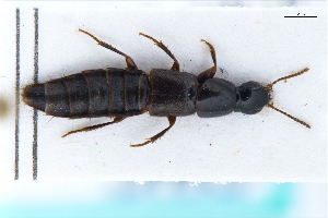  ( - CNCAJB22-170)  @11 [ ] CreativeCommons  Attribution Non-Commercial ShareAlike (2022) Unspecified Canadian National Collection of Insects