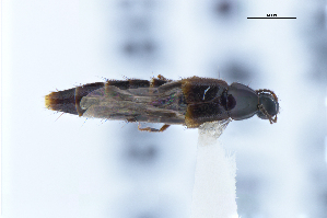  ( - CNCAJB22-186)  @11 [ ] CreativeCommons  Attribution Non-Commercial ShareAlike (2022) Unspecified Canadian National Collection of Insects