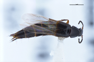  ( - CNCAJB22-187)  @11 [ ] CreativeCommons  Attribution Non-Commercial ShareAlike (2022) Unspecified Canadian National Collection of Insects