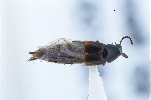  ( - CNCAJB22-188)  @11 [ ] CreativeCommons  Attribution Non-Commercial ShareAlike (2022) Unspecified Canadian National Collection of Insects