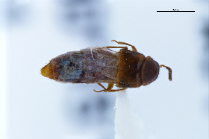  ( - CNCAJB22-191)  @11 [ ] CreativeCommons  Attribution Non-Commercial ShareAlike (2022) Unspecified Canadian National Collection of Insects