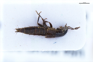  ( - CNCAJB22-123)  @11 [ ] CreativeCommons  Attribution Non-Commercial ShareAlike (2022) Unspecified Canadian National Collection of Insects