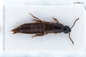  ( - CNCAJB22-125)  @11 [ ] CreativeCommons  Attribution Non-Commercial ShareAlike (2022) Unspecified Canadian National Collection of Insects