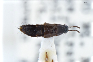 ( - CNCAJB22-127)  @11 [ ] CreativeCommons  Attribution Non-Commercial ShareAlike (2022) Unspecified Canadian National Collection of Insects
