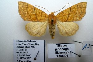  (Tiliacea japonago - 20067-061012-CH)  @13 [ ] Copyright (2013) Aidas Saldaitis Vilinus Ecological Institute