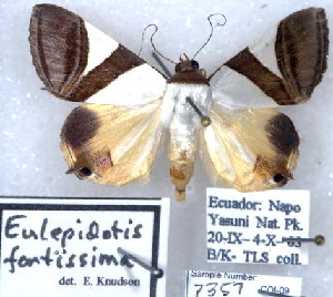  (Eulepidotis fantissima - 7357-COI-09)  @14 [ ] Unspecified (default): All Rights Reserved  Unspecified Unspecified