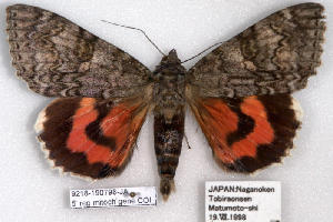  (Catocala nupta japonica - 9218-190798-JA)  @13 [ ] Copyright (2008) Robert J. Borth Research Collection of Robert J. Borth