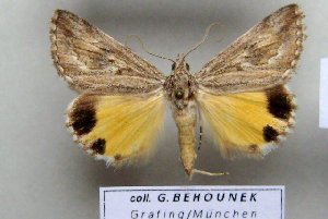  (Anydrophila imitatrix - 9304-190500-KA)  @14 [ ] Copyright (2008) Robert J. Borth Research Collection of Robert J. Borth