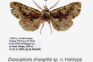  (Daseuplexia shangrilai sp. n - 10350-111009-CH)  @12 [ ] Copyright (2011) Aidas Saldaitis Vilinus Ecological Institute