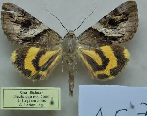  ( - 10592-020806-CH)  @13 [ ] Copyright (2012) Aidas Saldaitis Vilinus Ecological Institute