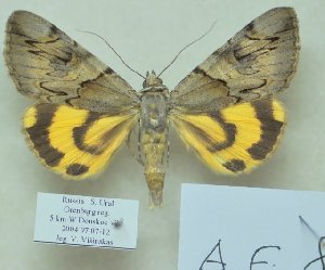  ( - 10593-100704-RU)  @13 [ ] Copyright (2012) Aidas Saldaitis Vilinus Ecological Institute