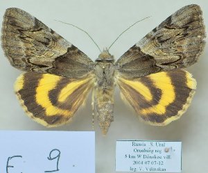  ( - 10594-100704-RU)  @13 [ ] Copyright (2012) Aidas Saldaitis Vilinus Ecological Institute