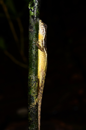  (Anolis oxylophus - FW0596)  @11 [ ] No Rights Reserved (2016) Unspecified Plymouth University