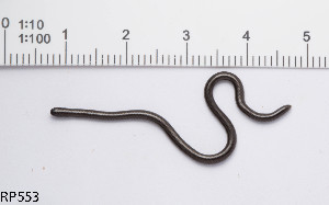  (Epictia ater - RP553)  @11 [ ] CreativeCommons  Attribution Alexander Edwards (2018) Unspecified University of Plymouth